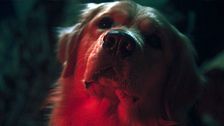 Trailer - Good Boy