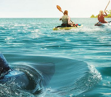 The reef - Intrappolate