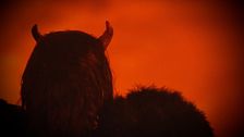 ep.4 - Creature misteriose
