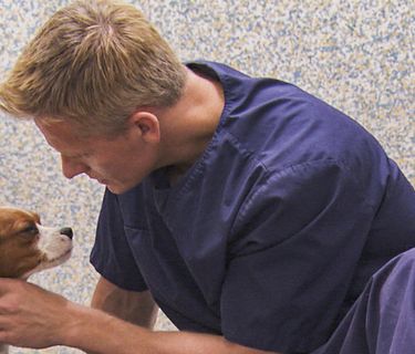 Veterinario en la ciudad T2