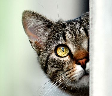 A cuccia di cuori