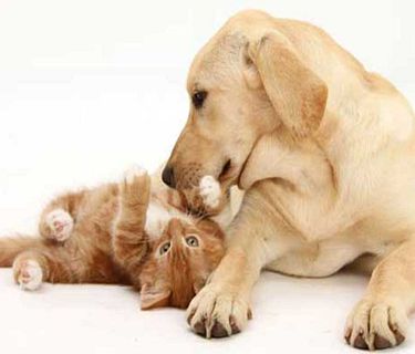 Benvenuto a casa - Purina Friskies