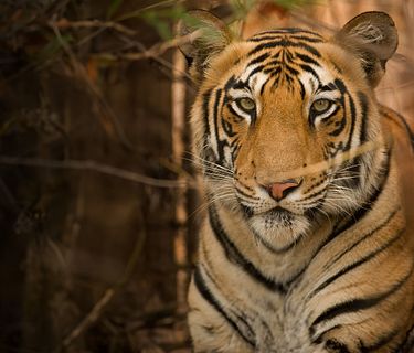 Into the wild: India