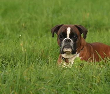 Eroi a quattro zampe - Quando i cani ci proteggono