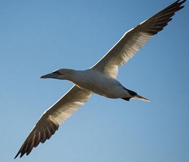 Canada: un anno nella natura selvaggia