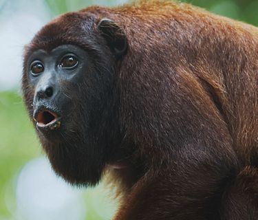 Il grande dizionario degli animali