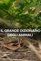 Il grande dizionario degli animali