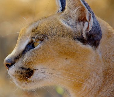 L'anno selvaggio dell'Africa
