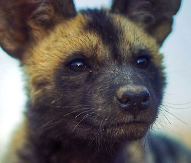 New kids in the wild