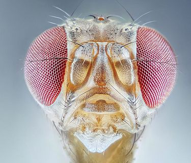 Macro mondi - 4K