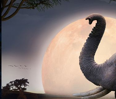 Kalahari - Collaborare per sopravvivere