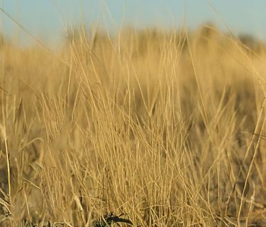 Superconnessi - Le reti sociali degli animali