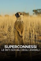 Superconnessi - Le reti sociali degli animali