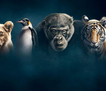 Dynasties - L'avventura della vita