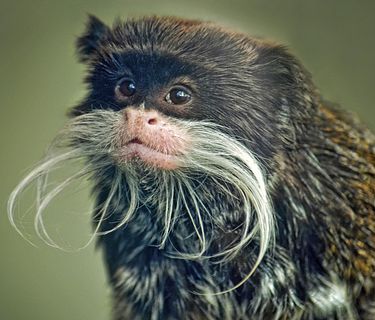 Sud America - Gli animali più strani