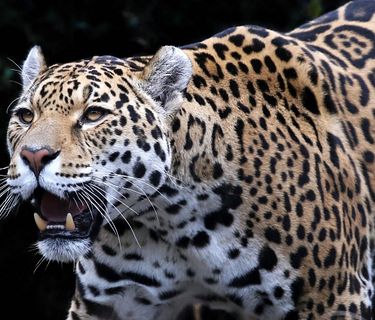 Gli animali più pericolosi 2