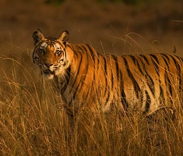 Dall'alba al tramonto