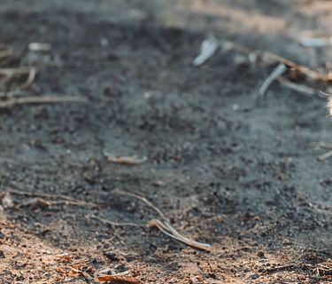 New kids in the wild 2