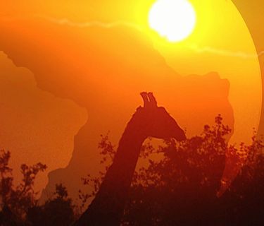 Incontri ravvicinati nel meraviglioso mondo degli animali