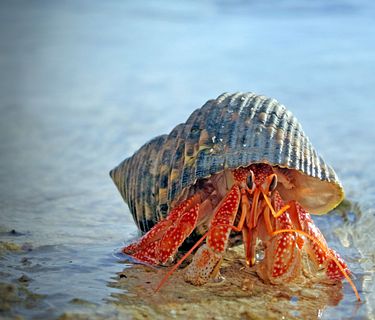 Oceani: creature bizzarre