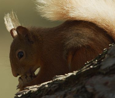 Scozia: natura selvaggia per quattro stagioni