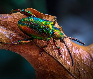 I campioni del regno animale