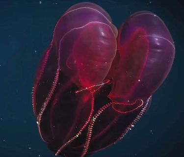 Meraviglie del pacifico