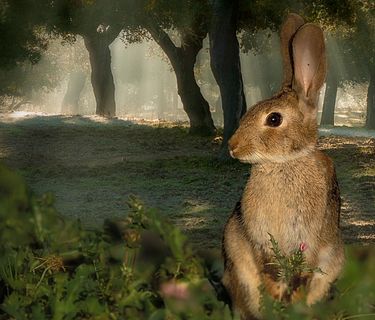 Dehesa: la foresta delle meraviglie