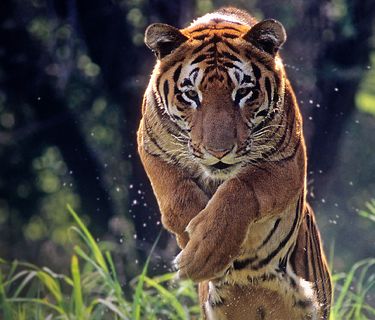 Extreme animals