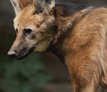 Wild dogs