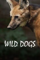 Wild dogs