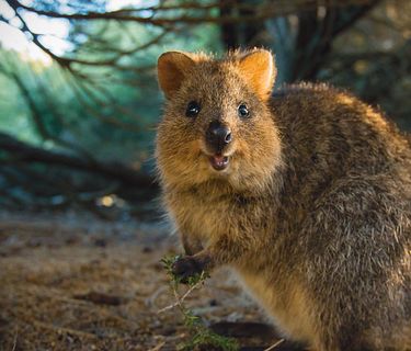 Rottnest island: il regno dei Quokka