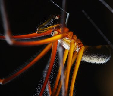 Sedici zampe - I segreti dei ragni giganti