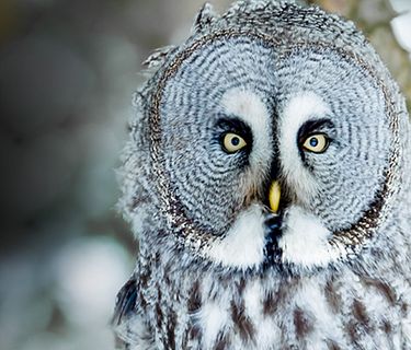 I campioni del regno animale 2