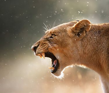 Predatori e prede - L'eterna sfida