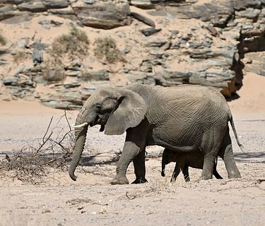 La nostra Africa: professionisti della natura
