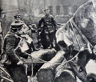 Animali Nella Grande Guerra 1