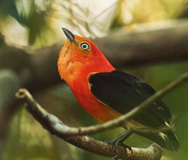 Wild Argentina
