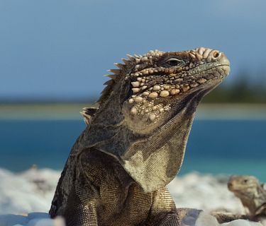 Cuba: meraviglie della natura