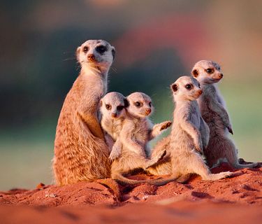 Namibia: la perla d'Africa