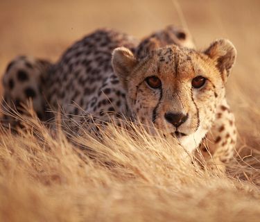 Casa dolce casa - Dove vivono gli animali