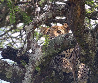 La nostra Africa: professionisti della natura 2