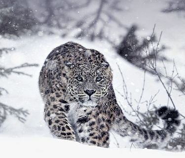 Battaglie animali 2