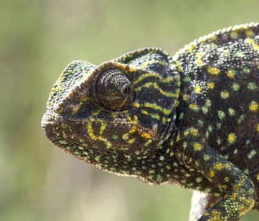 Parco nazionale di Donana - Eden spagnolo